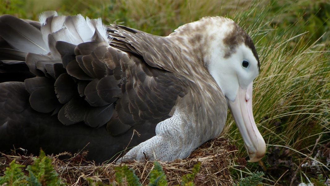 Antipodean wandering albatross.