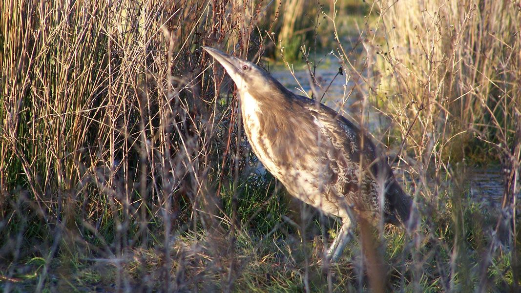 Australasian Bittern Matuku Wetland Birds