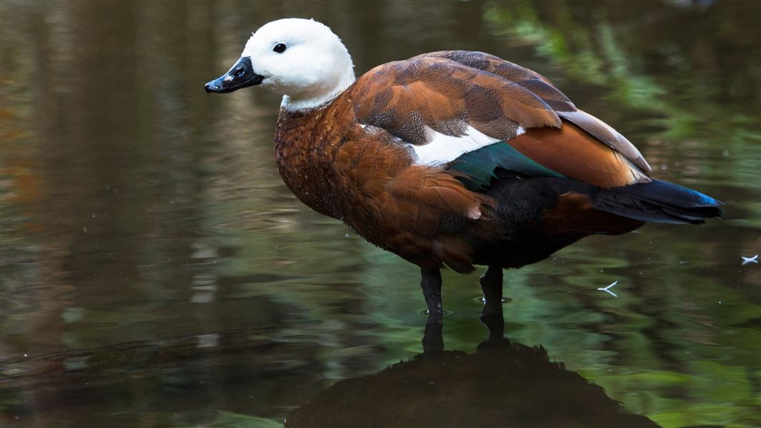 Paradise duck/pūtakitaki/pūtangitangi: New Zealand native wetland and