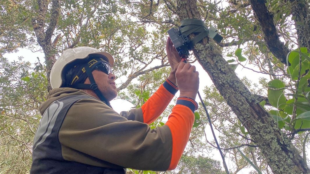 Royal Gurnick, Ngāi Tai ki Tāmaki Trust staff, setting up a DOC AI Camera up a tree.