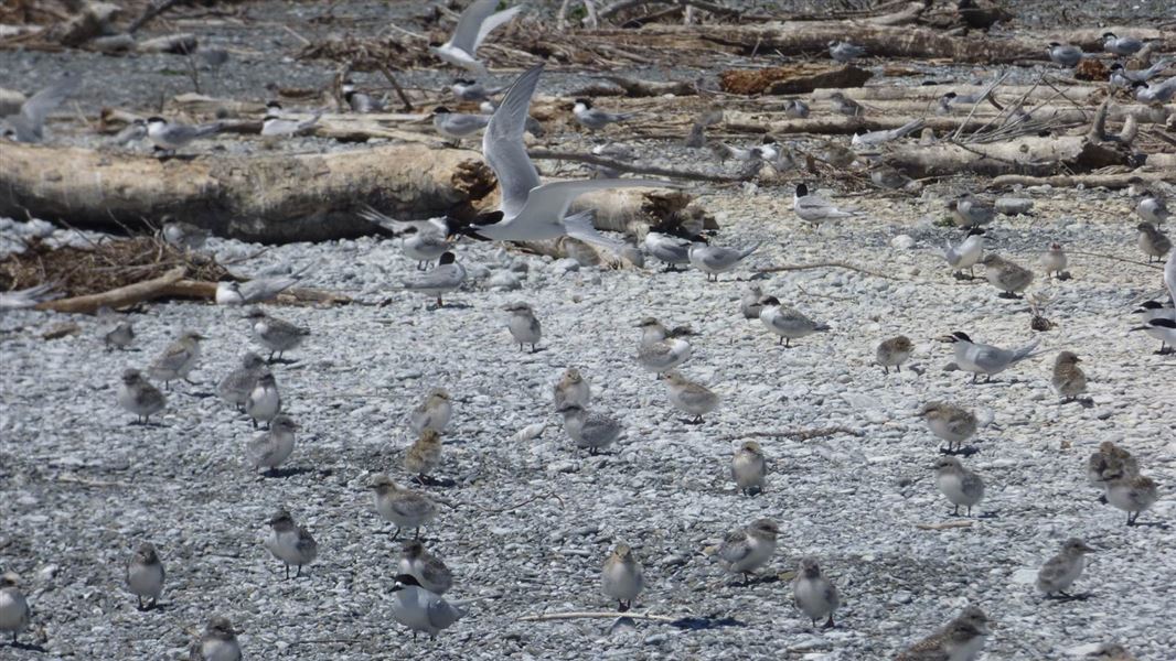 White fronted tara chicks. 