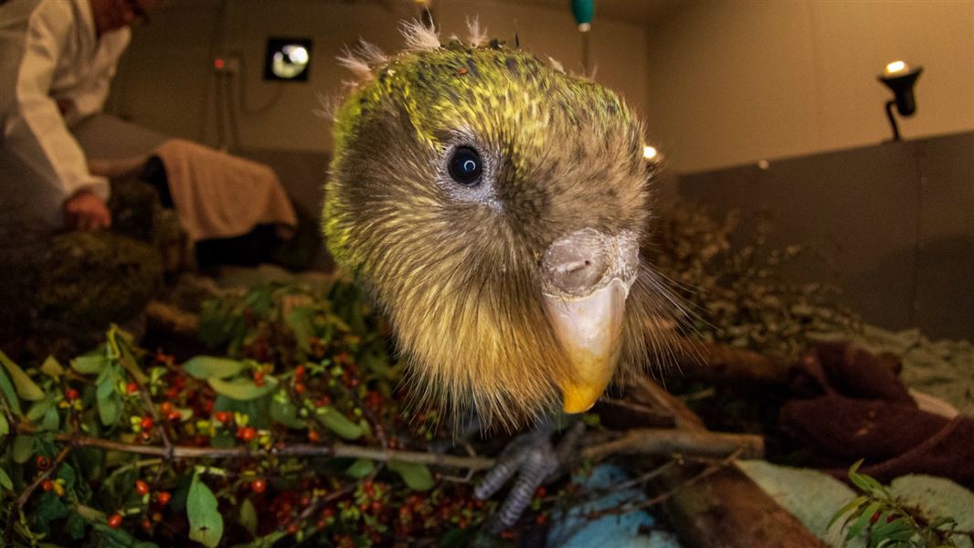 Kakapo.