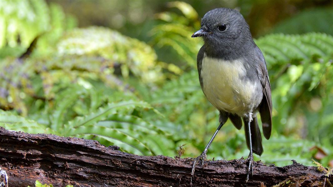 South Island Robin