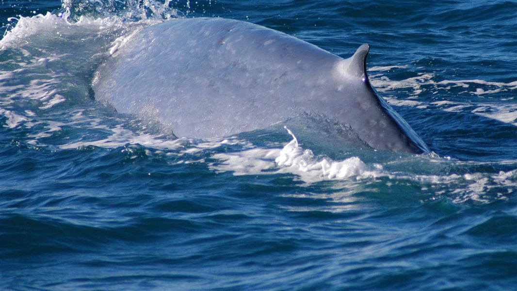 Blue whale dorsal fin, as seen during a whale survey, Cook Strait Area. 