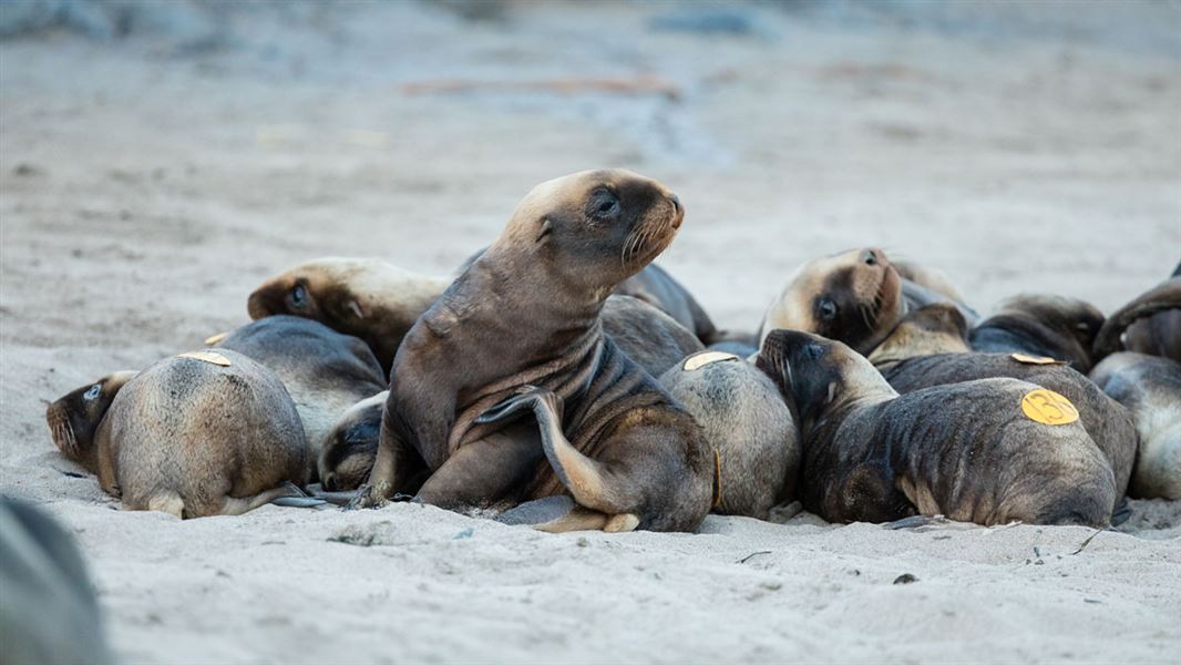 Sea lion pups. 