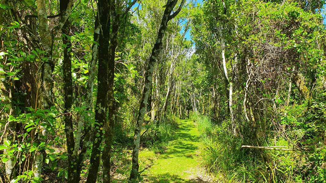 Trees and grass covered track.