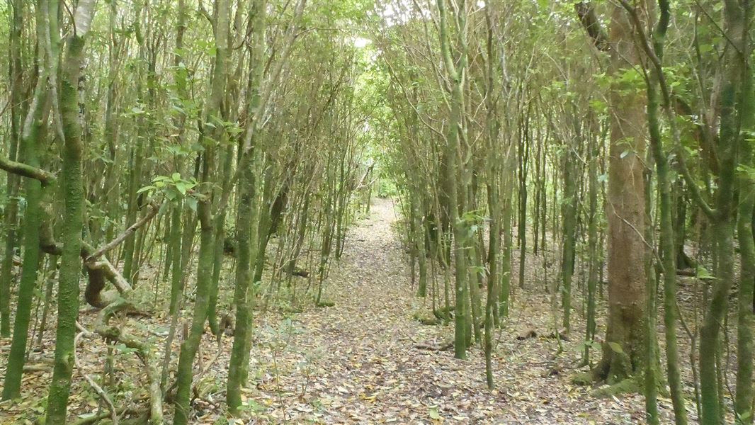 Hāpūpū J.M. Barker Historic Reserve. 