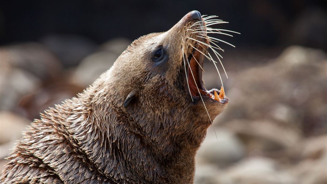 Fur seal. 