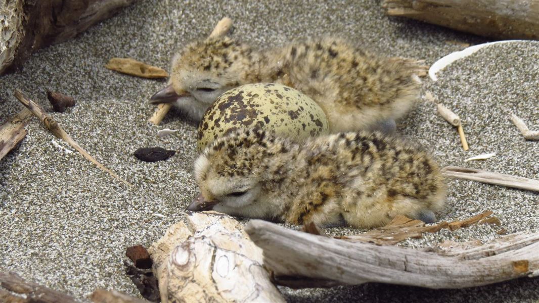 Two New Zealand Dotterel chicks and an egg surrounded by driftwood on the sand