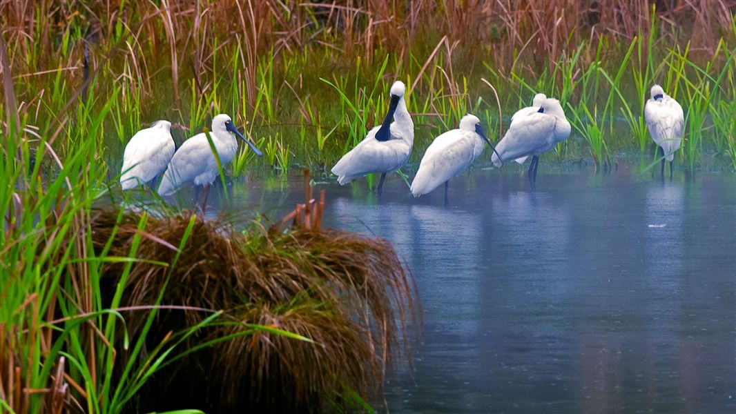 Six large white birds with spoon shaped bills stand in a wetland.