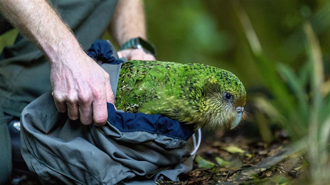 Kākāpō Motupohue when he was released at Sanctuary Mountain Maungatautari in July 