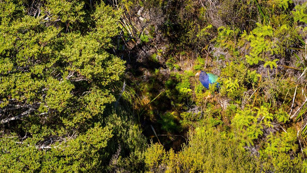 'Mahia' the takahē in the distance with bright blue feathers in the dense bush of Gouland Downs, Heaphy Track, Kahurangi National Park, New Zealand.