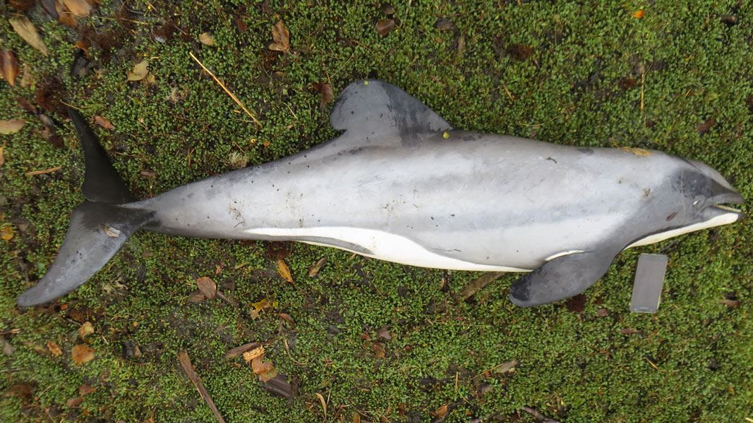 Dead Hector's dolphin found in Milford Sound. 