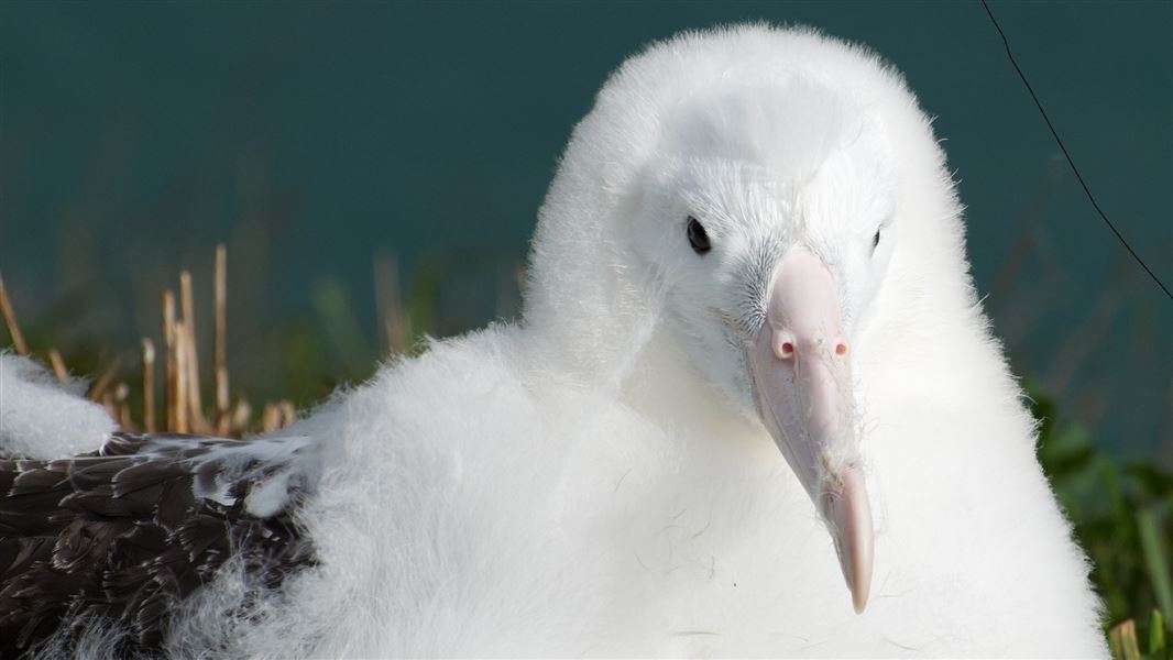 A close up of a large albatross chick.