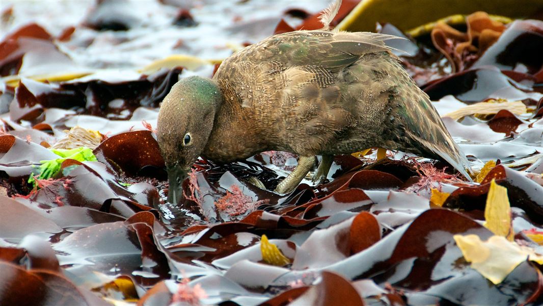 Auckland Island teal in kelp. 