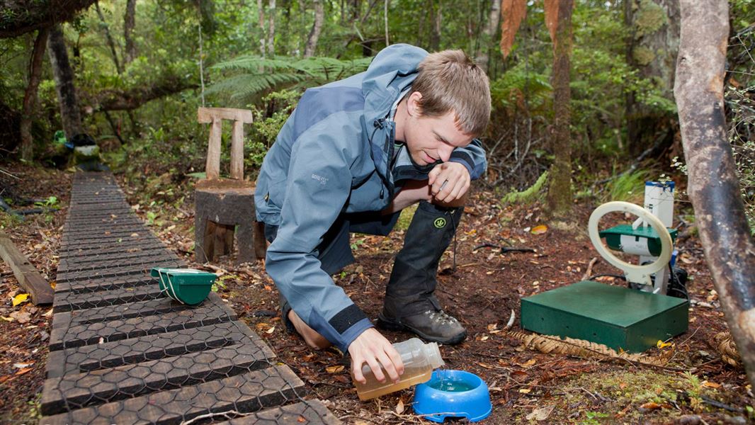 A volunteer tops up a feeding station. 