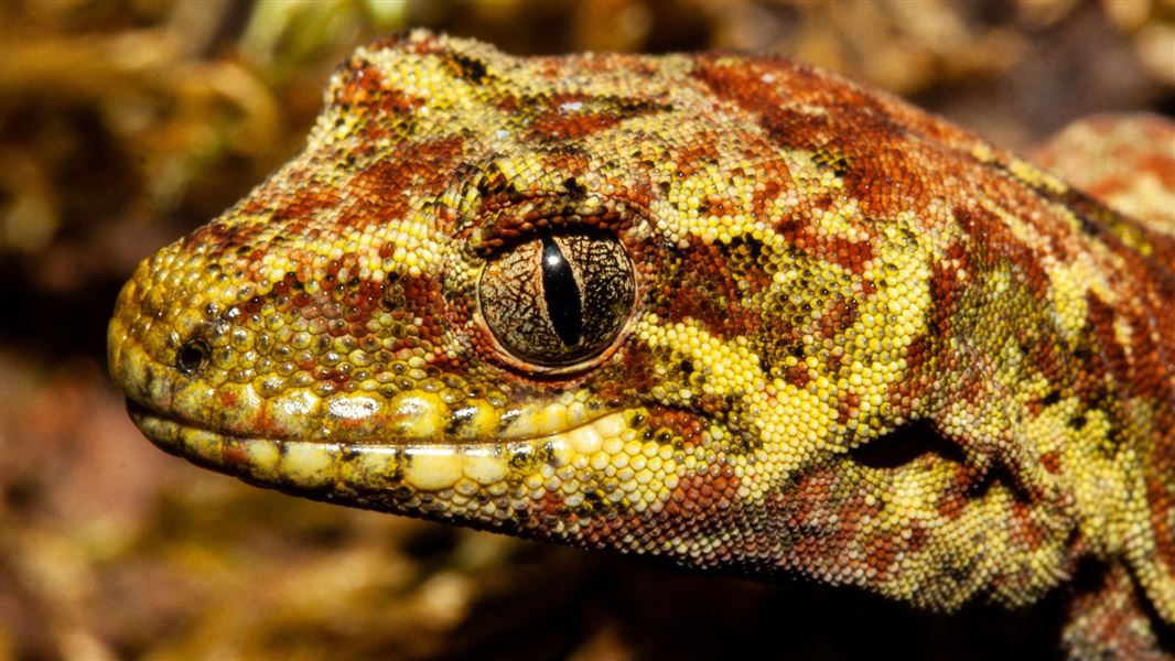 Tautuku gecko: New Zealand Lizards