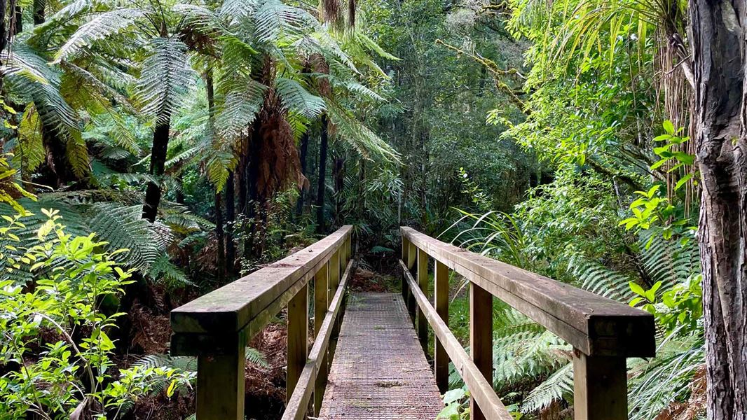 Wooden footbridge leading into green forest. 