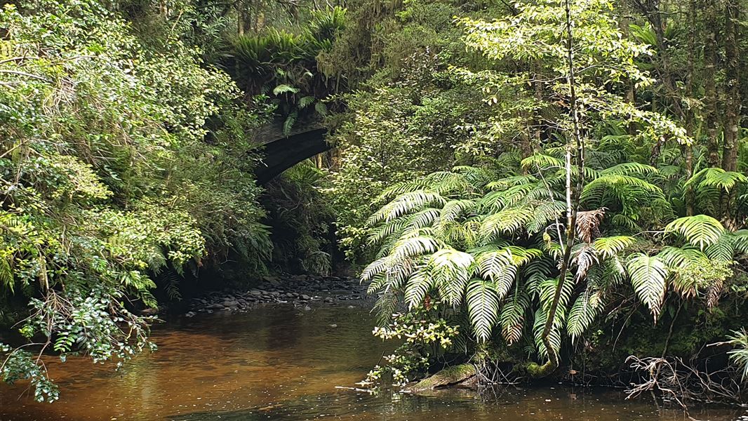 Trees near creek.