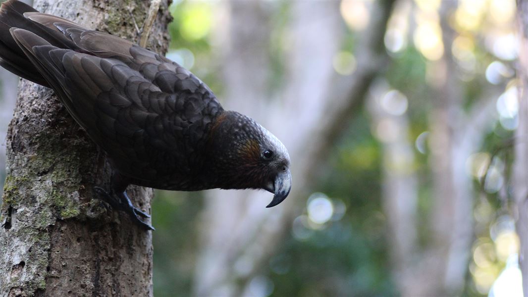 Kākā bird perched on tree branch.