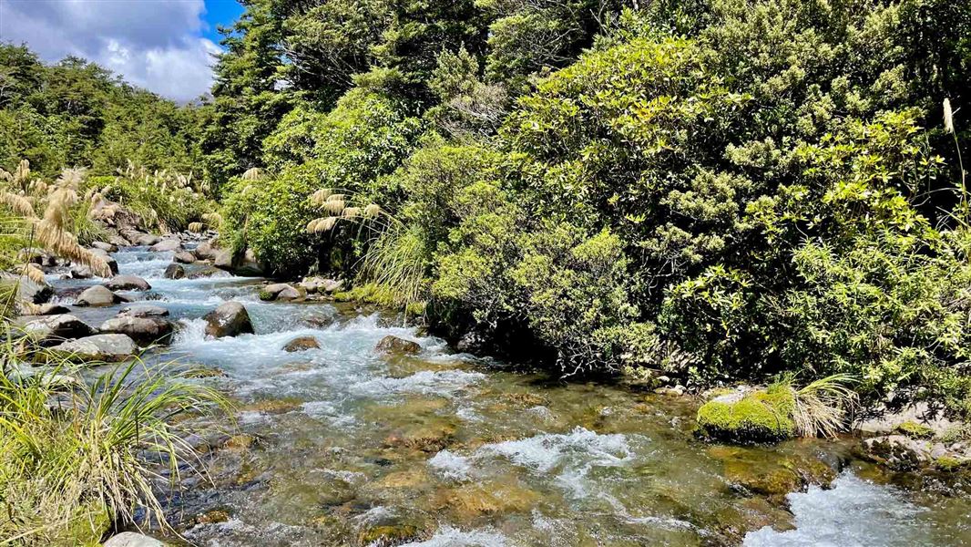 Mountain stream running through native bush.