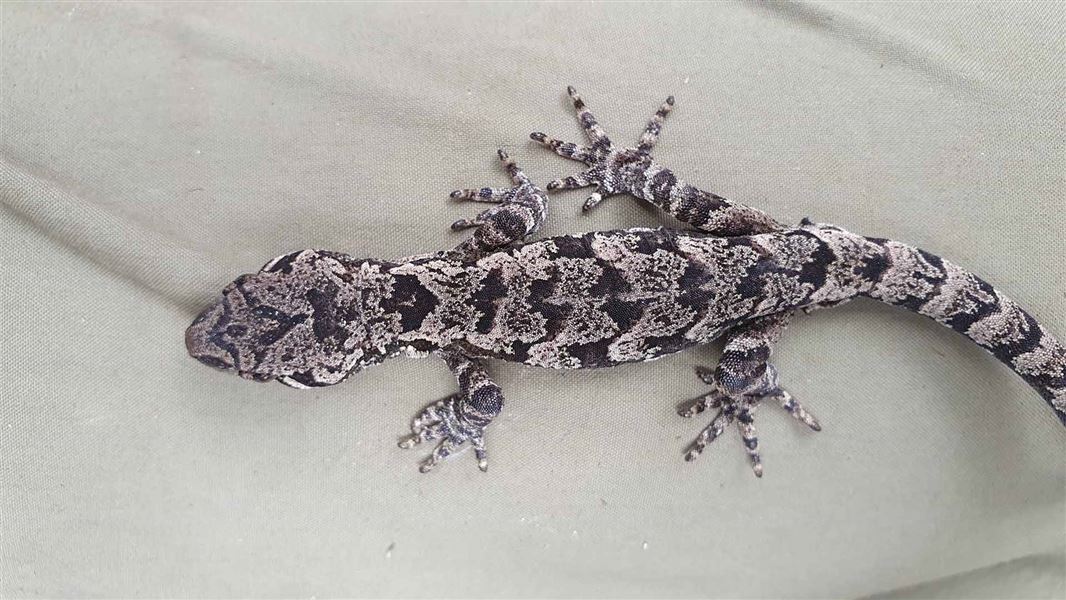 A small gecko coloured white abd black with speckles all over its body. Wide cheeks can be seen even from above in this angle.