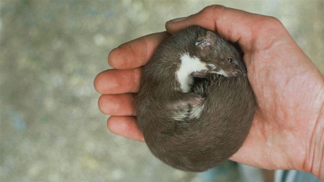 Anaesthetised weasel curled in a hand