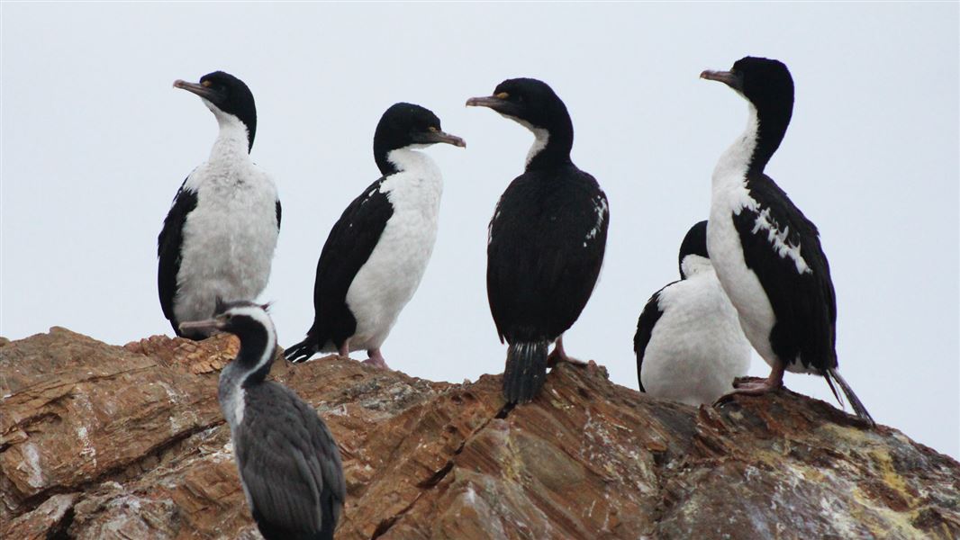 6 black and white king shags on a rock.