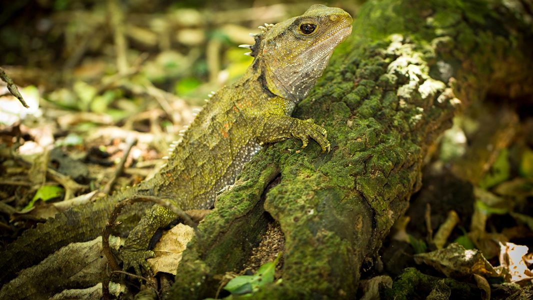 Tuatara