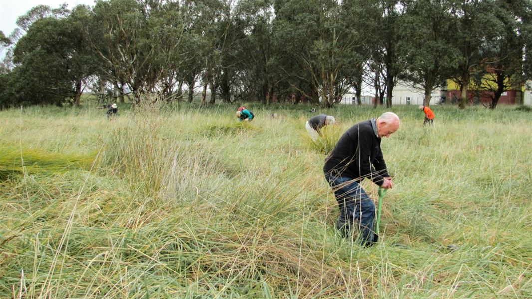 A spaced out group gardening across a field of tall grass.