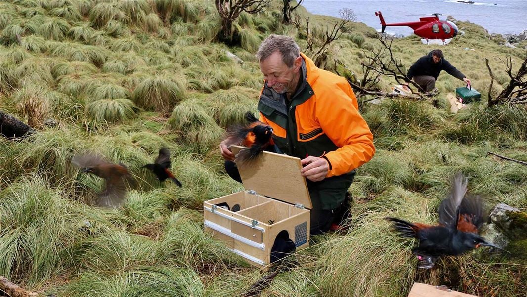 Releasing tīeke on Five Fingers Peninsula. 