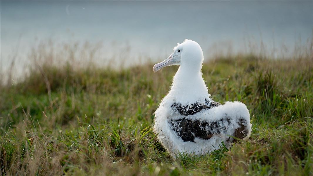 Albatross chick at Taiaroa Head June 2024 