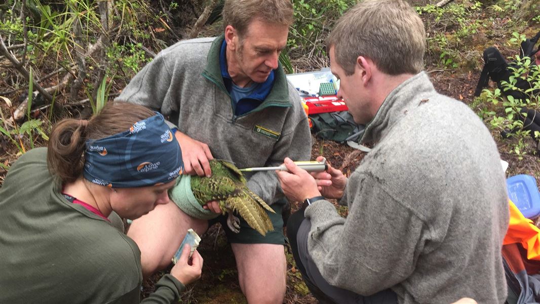 Extracting semen from a kākāpō. 