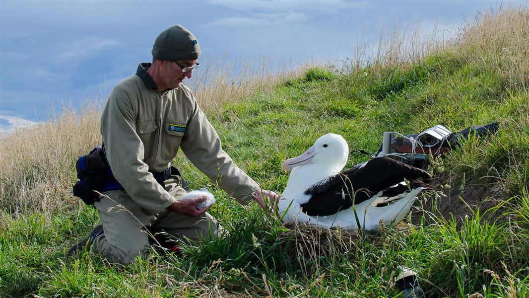 DOC ranger Colin with the web cam chick and parent. 