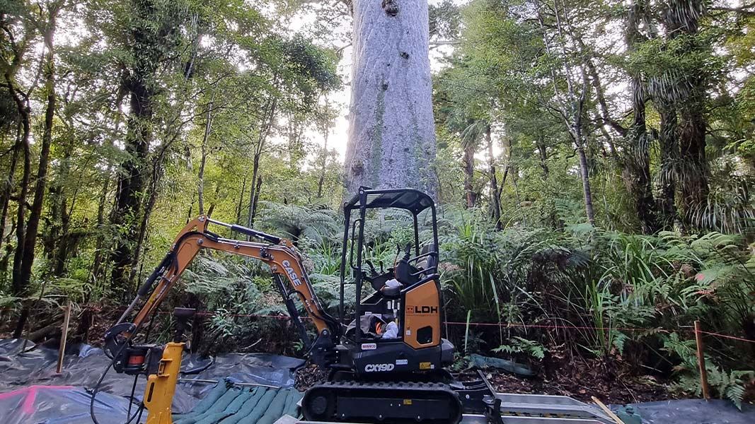 Tāne Mahuta ready for a new viewing platform