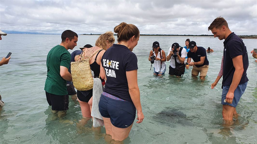 People standing on the shore looking at a turtle in the water.