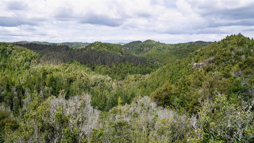 View out over Pureora Forest Park from the Waihāhā Hut Track.