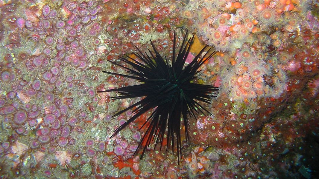 Urchin and anemones. 