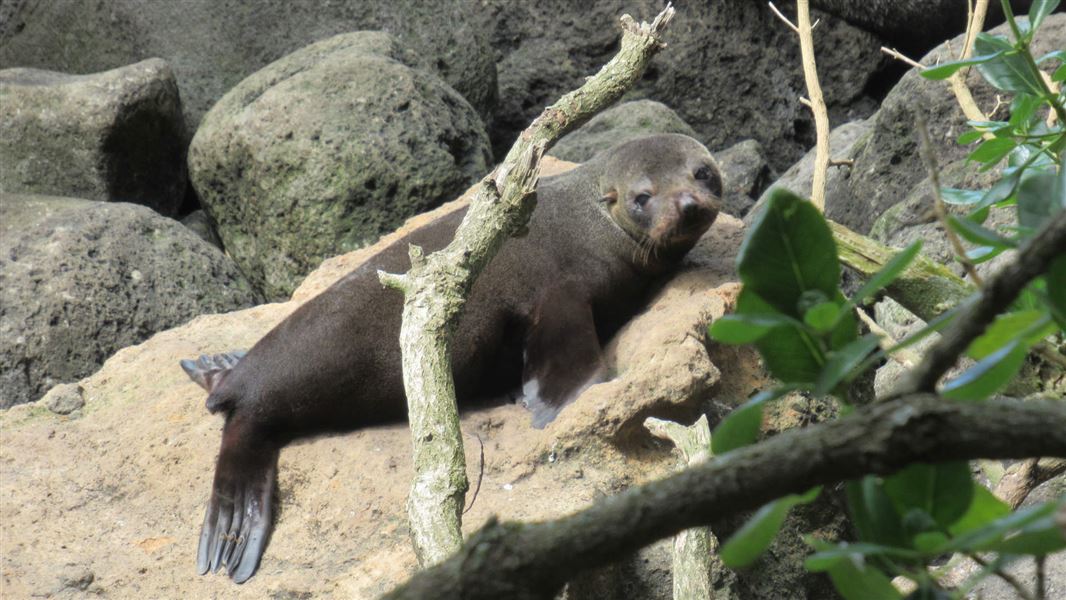 Fur seal resting at Mauao. 