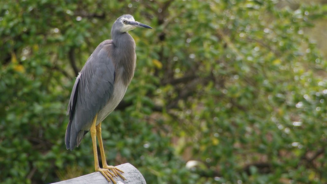 A White-faced heron matuku moana stands elegantly on a wooden structure.