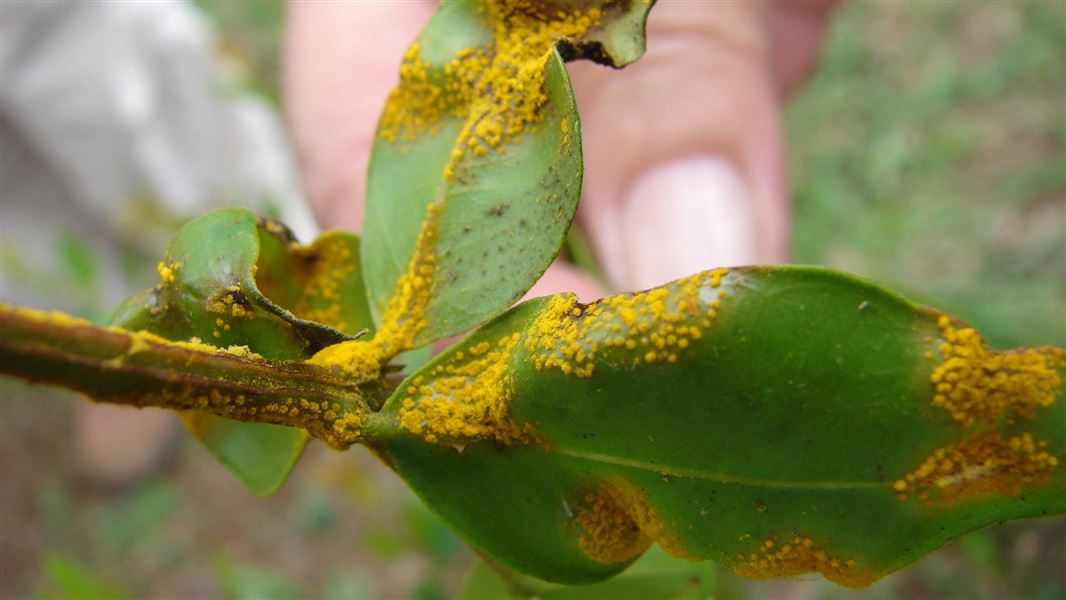 Leaves with myrtle rust in Hawaii. 