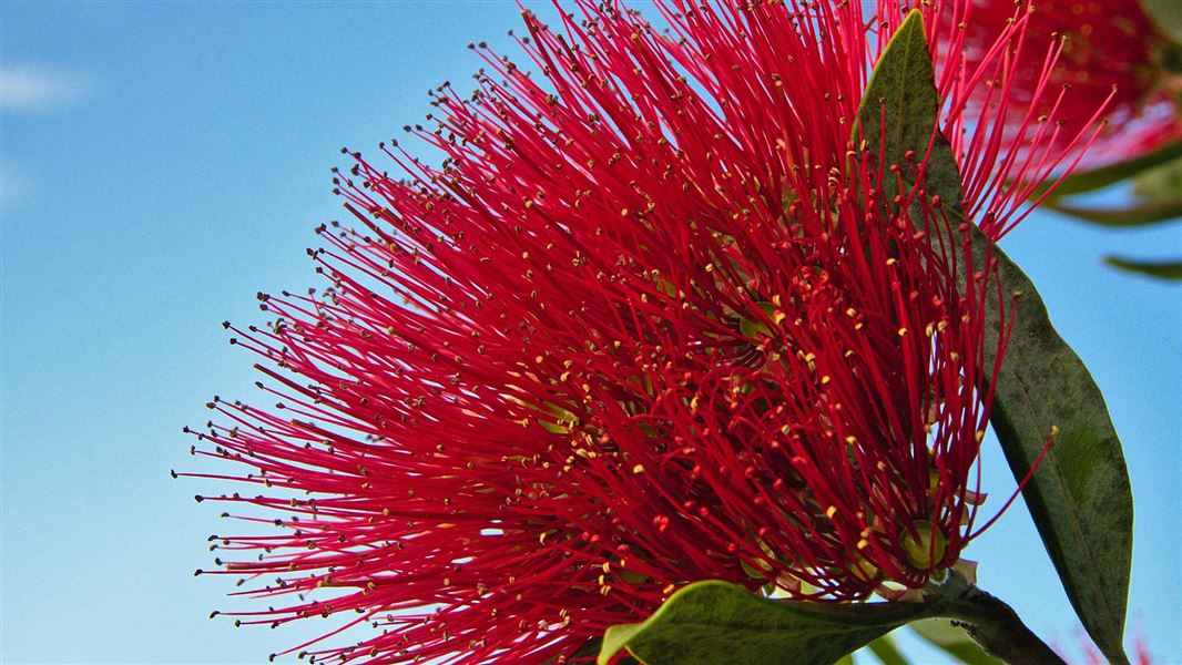 Flowering rata. 