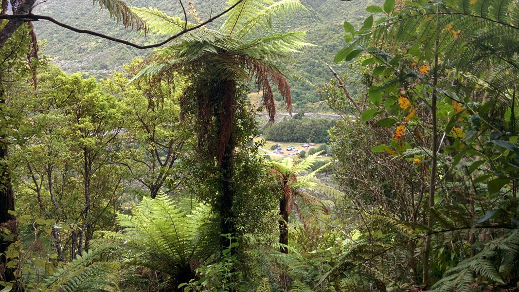 View of Ōtaki Forks campsite from FencelineWalk.