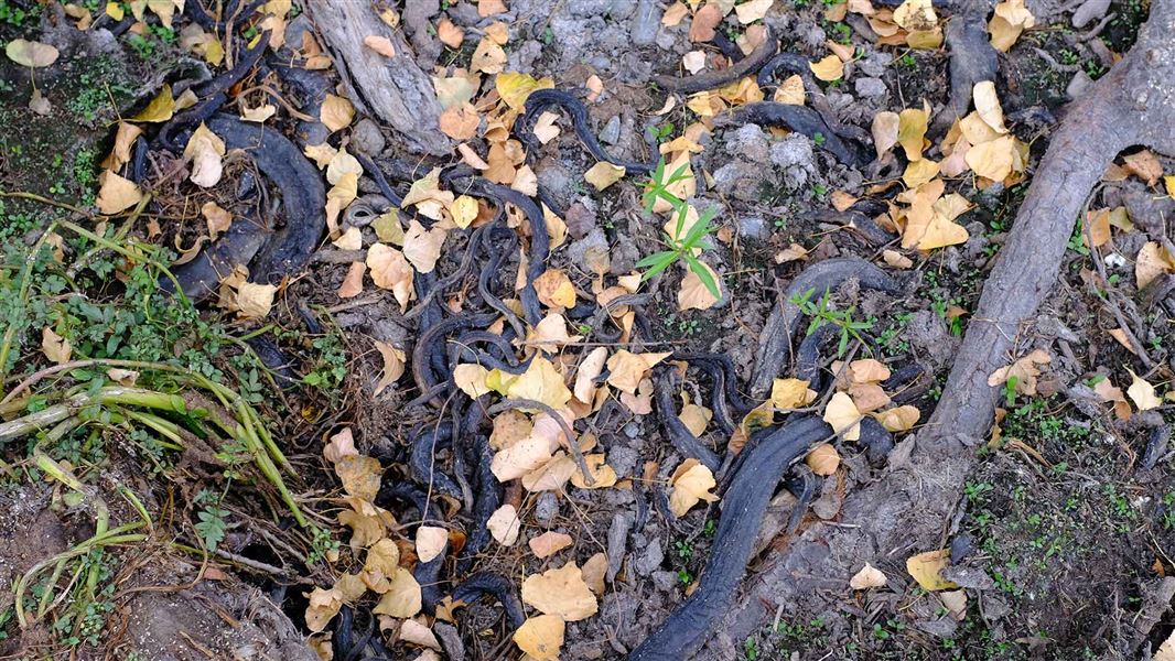 Dead eels in dried out waterway, Waipawa. 