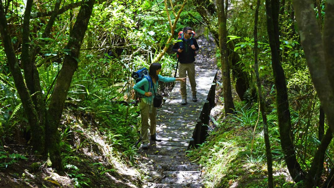 Orari Gorge track.