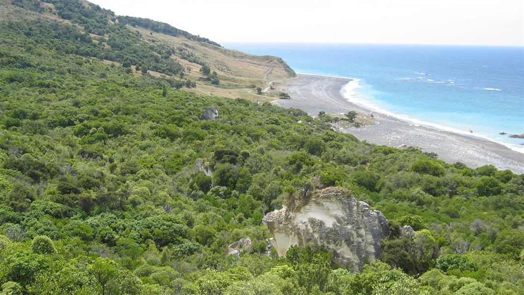 Napenape Scenic Reserve. 