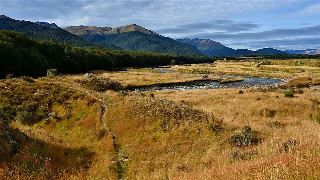 Red tussock, Kiwi Burn Walk.