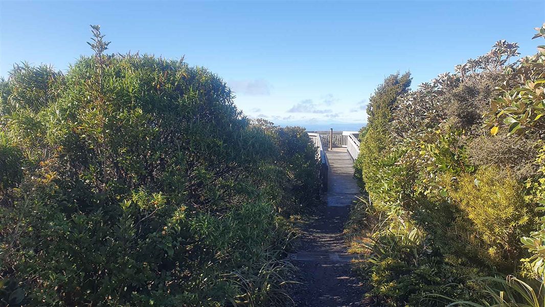 A gravely track surrounded by closed native forest leads towards a lookout.