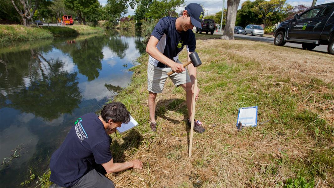 Marking inanga spawning sites beside the Avon River in Christchurch. 