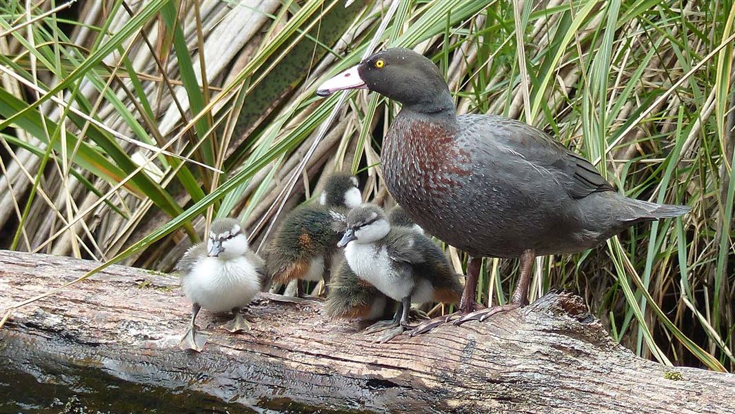 Adult whio with ducklings. 